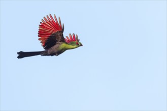 Guinea turaco (Tauraco persa), family of native turacos, aerial view, Brufut woods, Brufut, South