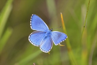 Adonis blue (Lysandra bellargus), butterfly, macro, insect, insects, Kaiserstuhl,