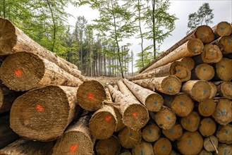 Forest dieback in the Arnsberg Forest nature park Park, over 70 per cent of the spruce trees are