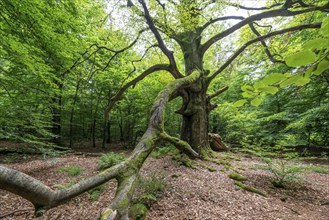 The Sababurg primeval forest, or primeval forest in the Reinhardswald, is a 95-hectare biotope