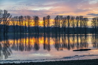 Bislicher Insel nature reserve, floodplain landscape on the Rhine, near Xanten, floods, flooded