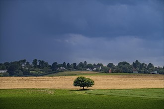 Landscape in the south of Essen-Schuir, single spherical tree in a field, dark storm clouds, North