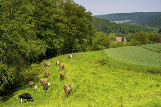 Dairy cows on a pasture in Elfringhauser Schweiz, on Schanzerweg, Hattingen, North