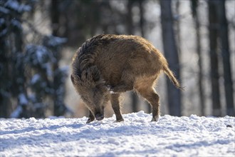 Wild boar (Sus scrofa), in the snow, Vulkaneifel, Rhineland-Palatinate, Germany, Europe