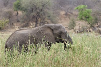 African bush elephant (Loxodonta africana), adult male feeding on reeds in the bed of the Olifants