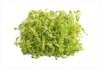 Plastic box with microgreen sprouts of marigold isolated on white background. Top view, flat lay,