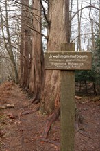 Close-up of an information sign in front of sequoia trees in the Osterwald forest near Zingst,