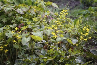 Yellow barrenwort (epimedium) flourishing in the garden