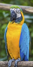 Yellow-blue macaw in a zoo of Singapore