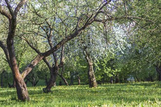 Blooming apple trees in spring park