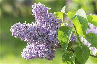 Blooming lilac in the botanical garden in spring