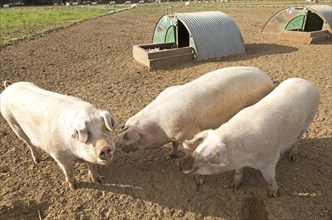 Free range pig farming at Shottisham, Suffolk, England, UK