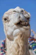 Dromedary (Camelus dromedarius), Arabian camel in head portrait, head, animal, farm animal, teeth,