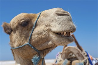 Dromedary (Camelus dromedarius), Arabian camel in head portrait, head, animal, farm animal, teeth,