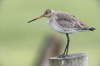 Black-tailed Godwit (Limosa limosa), Lower Saxony, Germany, Europe