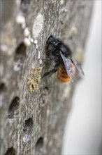 Hornfaced bee (Osmia cornuta), Emsland, Lower Saxony, Germany, Europe