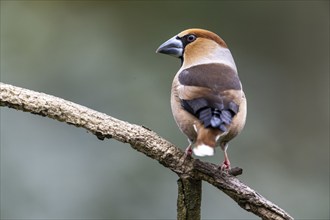 Hawfinch (Coccothraustes coccothraustes), Emsland, Lower Saxony, Germany, Europe