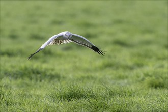 Hen harrier (Circus cyaneus), Emsland, Lower Saxony, Germany, Europe