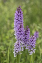 Southern marsh orchid (Dactylorhiza praetermissa), Emsland, Lower Saxony, Germany, Europe