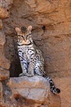 Ocelot (Leopardus pardalis), adult, sitting, at the den, alert, Sonora Desert, Arizona, North