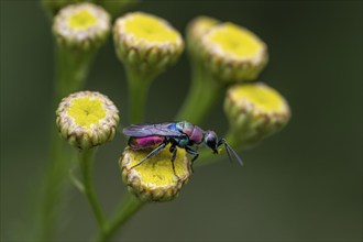 Golden wasp (Hedychrum rutilans), Emsland, Lower Saxony, Germany, Europe