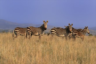 Cape Mountain Zebra (Equus zebra zebra), adult, group, foraging, Mountain Zebra National Park,