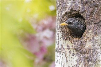 A common starling (Sturnus vulgaris) peers curiously out of its breeding den, Hesse, Germany,