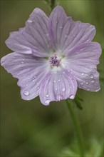 Mallow (Malva moschata), Emsland, Lower Saxony, Germany, Europe