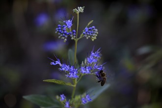 Clandon caryopteris (caryopteris x clandonensis), flower, flowering, Germany, Europe