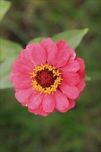 Zinnia (Zinnia elegans), blooming, flower, Elllerstadt, Germany, Europe