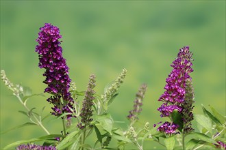 Butterfly-bush (Buddleja davidii), summer lilac, common summer lilac, butterfly bush, lilac spear,