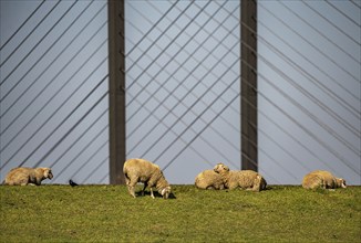 Flock of sheep on a Rhine dyke near Rees, Rhine bridge Rees, B67, Lower Rhine, Germany, Europe