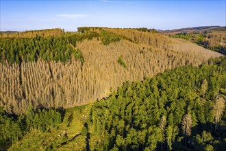 Sauerland, forest dieback, dead spruce trees, caused by the bark beetle, high temperatures, lack of