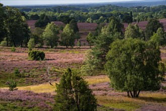 Flowering heath, heather and juniper bushes, near Wilseder Berg, in the Lüneburg Heath nature