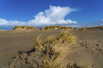 Dune landscape, sand dunes, dune grass in the west of Borkum, island, East Frisia, winter, season,