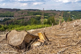 Forest dieback in Sauerland, north of Lüdenscheid, cleared area, diseased trees, over 70 per cent