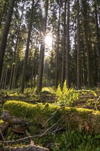 Dense spruce forest, in the Hochsauerland district, near Altastenberg, Sauerland, North