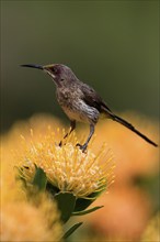 Cape Honeybird (Promerops cafer), adult, female, on flower, Protea, vigilant, Kirstenbosch Botanic