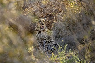 Leopard (Panthera pardus) sitting, between dense bushes, adult, Kruger National Park, South Africa,