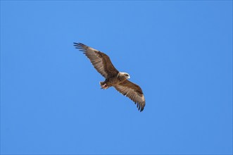 Bateleur (Terathopius ecaudatus), juvenile in flight against a blue sky, Etosha National Park,