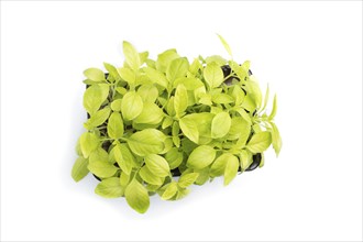 Plastic box with microgreen sprouts of basil isolated on white background. Top view, close up, flat