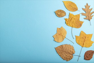 Composition with yellow and brown autumn leaves on blue pastel background. flat lay, top view,