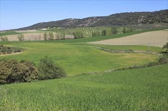 Farming landscape of Rio Setenil valley, Cuevas del Marques, Serrania de Ronda, Spain, Europe