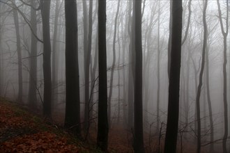 Beech woodland obscured by low cloud fog, Shipka Pass, Bulgaria, eastern Europe, Europe