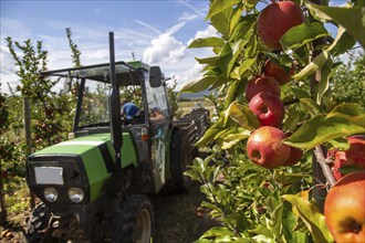 Apple harvest in Meckenheim/Pfalz. Harvest workers from Bleichhof in Meckenheim harvesting Weirouge