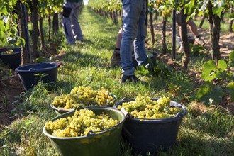 Hand-picking of Chardonnay grapes in the Palatinate in 2023 (Norbert Groß winery, Meckenheim) . The