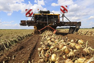 Farmer Markus Frank from Frankenthal during the agricultural onion harvest (onion harvesting)