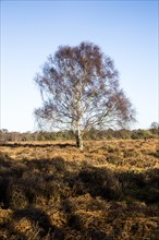 Single silver birch tree, Betula pendula, standing alone in winter heathland, Suffolk, Sandlings,