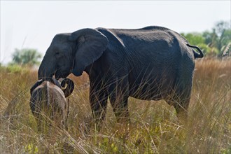 Elephant (Loxodonta africana), mother elephant with child photographed through reeds on the bank,