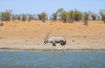 Gemsbok (Oryx gazella) at a waterhole in dry savannah with orange-coloured sand, Okavao Waterhole,